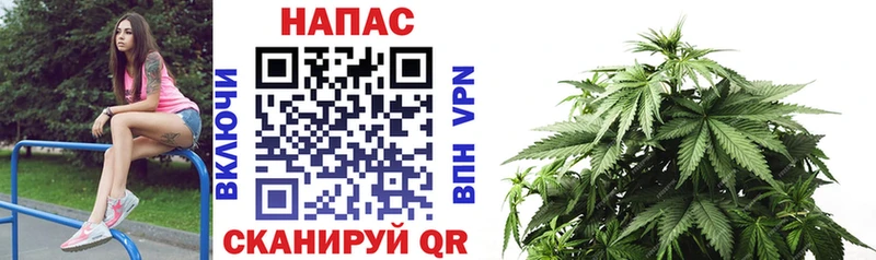 площадка официальный сайт  где найти   Славск  Каннабис тримм 